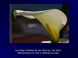 La mejor manera de ser feliz es: 'ser feliz’.
  Reconstruye tu raíz y saborea la vida.
 