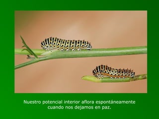 Nuestro potencial interior aflora espontáneamente
          cuando nos dejamos en paz.
 