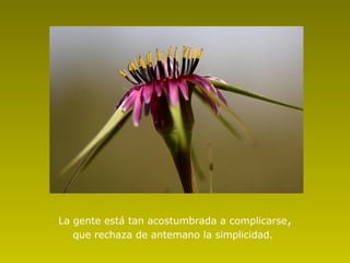 La gente está tan acostumbrada a complicarse,
   que rechaza de antemano la simplicidad.
 