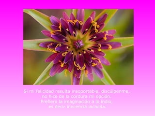 Si mi felicidad resulta insoportable, discúlpenme,
          no hice de la cordura mi opción.
        Prefiero la imaginación a lo indio,
             es decir inocencia incluida.
 