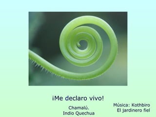 ¡Me declaro vivo!
Chamalú.
Indio Quechua
Música: Kothbiro
El jardinero fiel
 