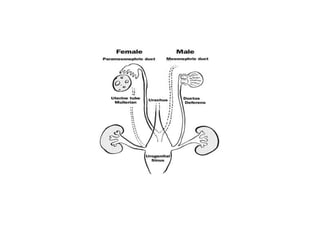 Pareunia Surgical Management of Genital Abnormality | PPTX