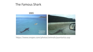 The Famous Shark
https://www.snopes.com/photos/animals/puertorico.asp
2005
 