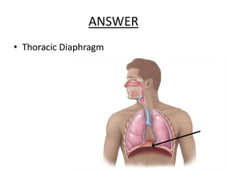 ANSWER
• Thoracic Diaphragm
 