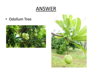 ANSWER
• Odollum Tree
 