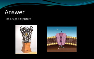 Answer
Ion Channel Structure
 