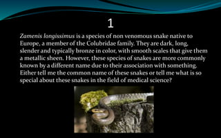 1
Zamenis longissimus is a species of non venomous snake native to
Europe, a member of the Colubridae family. They are dark, long,
slender and typically bronze in color, with smooth scales that give them
a metallic sheen. However, these species of snakes are more commonly
known by a different name due to their association with something.
Either tell me the common name of these snakes or tell me what is so
special about these snakes in the field of medical science?
 