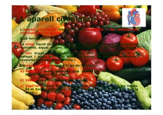 L’aparell circulatori
L’aparell circulatori transporta els nutrients i les substàncies
residuals per tot el cos.
Està format per:
La sang: líquid vermell que circula pels vasos sanguinis. Transporta
nutrients, aigua, oxigen, substàncies residuals i diòxid de carboni.
El cor: òrgan que impulsa la sang pels vasos sanguinis. El cor
batega i quan ho fa es dilata (s’omple de sang) i es contreu
(expulsa la sang i la fa circular)
Els vasos sanguinis que n’hi ha de tres tipus:
a) Artèries: vasos gruixuts que porten la sang del cor a les
diferents parts del cos.
b) Venes: retornen la sang cap al cor.
c) Capil·lars: vasos prims que uneixen les artèries amb les venes.
És el lloc on s’intercanvien les diferents substàncies que duu la
sang.
10Adrià Pons Boldú - 4rt A
 
