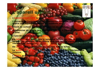 L’aparell urinari
L’aparell urinari filtra la sang i expulsa les substàncies de rebuig.
L’excreció és l’expulsió de les substàncies residuals que genera el
nostre cos. Aquestes substàncies residuals són:
Diòxid de carboni que expulsem gràcies als pulmons.
Substàncies de rebuig que expulsem gràcies a l’aparell urinari i a
la suor.
L’aparell urinari té diferents parts:
Els ronyons que reben tota la sang que circula pel cos, la filtren i
retenen les substàncies de rebuig amb una mica d’aigua. El líquid
resultant és l’orina.
Els urèters que comuniquen els ronyons amb la bufeta de l’orina.
La bufeta de l’orina que emmagatzema l’orina que fabriquen els
ronyons.
L’uretra que comunica la bufeta amb l’exterior i gràcies a ella
podem fer pipí.
11Adrià Pons Boldú - 4rt A
 