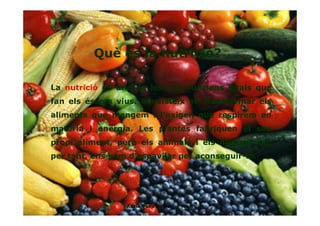 La nutrició és una de les tres funcions vitals que
fan els éssers vius. Consisteix en transformar els
aliments que mengem i l’oxigen que respirem en
matèria i energia. Les plantes fabriquen el seu
propi aliment, però els animals i els humans no,
per tant, ens hem d’espavilar per aconseguir-lo.
Què és la nutrició?
4Adrià Pons Boldú - 4rt A
 