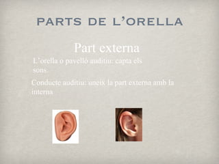 parts de l’orella Part externa L’orella o pavelló auditiu: capta els sons. Conducte auditiu: uneix la part externa amb la interna 