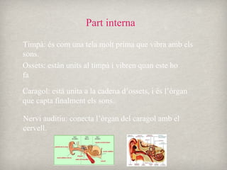 Part interna Timpà: és com una tela molt prima que vibra amb els sons. Ossets: estàn units al timpà i vibren quan este ho fa Caragol: està unita a la cadena d’ossets, i és l’òrgan que capta finalment els sons. Nervi auditiu: conecta l’òrgan del caragol amb el cervell. 