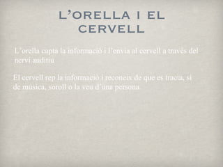 l’orella i el cervell L’orella capta la informació i l’envia al cervell a través del nervi auditiu El cervell rep la informació i reconeix de que es tracta, si de música, soroll o la veu d’una persona. 