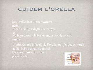 cuidem l’orella Les orelles han d’estar sempre netes S’han deixugar deprés de banyar-se No hem d’usar els bastonets, es pot danyar el timpà L’otitis és una infecció de l’orella, pot fer que es perda audició si no es cura com cal Els sons massa forts són perjudicials. 