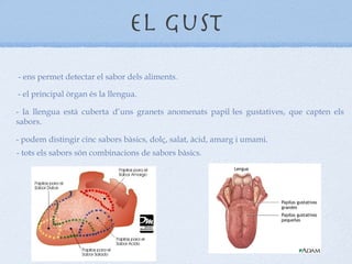 el gust - ens permet detectar el sabor dels aliments. - el principal òrgan és la llengua. - la llengua està cuberta d’uns granets anomenats papil·les gustatives, que capten els sabors. - podem distingir cinc sabors bàsics, dolç, salat, àcid, amarg i umami. - tots els sabors són combinacions de sabors bàsics. 