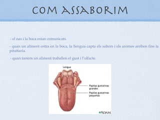 com assaborim - el nas i la boca estan comunicats. - quan un aliment entra en la boca, la llengua capta els sabors i els aromes arriben fins la pituïtaria. - quan tastem un aliment traballen el gust i l’olfacte. 