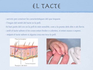EL TACTE - serveix per coneixer les característiques del que toquem - l’òrgan del sentit del tacte es la pell. -hi han parts del cos on la pell és més sensible, com a la punta dels dits o als llavis. - amb el tacte sabem si les coses estan fredes o calentes, si estan suaus o aspres. - mijant el tacte sabem si alguna cosa ens toca la pell. 