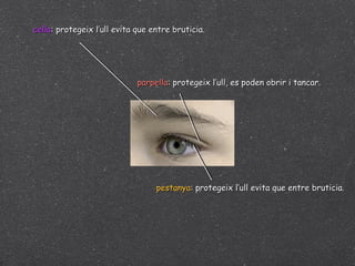 cella : protegeix l’ull evita que entre bruticia. pestanya : protegeix l’ull evita que entre bruticia. parpella : protegeix l’ull, es poden obrir i tancar. 