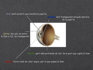 Iris : anell acolorit que envolta la pupil·la Pupil·la:  forat redó de color negre, per el que passa la llum. Còrnia:  lloc per on entra la llum a l’ull, es transparent Cristalí:  lent transparent situada darrere de la pupil·la Retina:  part més profunda de l’ull, és la part que capta la llum. 