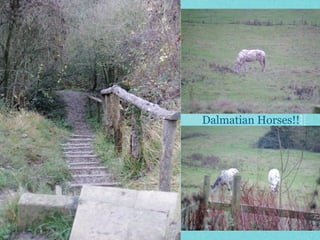 Dalmatian Horses!!
 