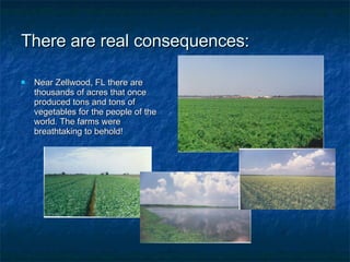 There are real consequences: Near Zellwood, FL there are thousands of acres that once produced tons and tons of vegetables for the people of the world. The farms were breathtaking to behold! 