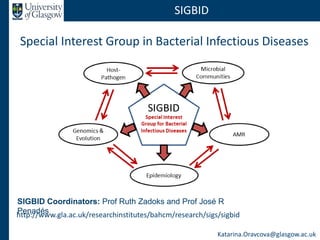 SIGBID
Special Interest Group in Bacterial Infectious Diseases
http://www.gla.ac.uk/researchinstitutes/bahcm/research/sigs/sigbid
SIGBID Coordinators: Prof Ruth Zadoks and Prof José R
Penadés
Katarina.Oravcova@glasgow.ac.uk
 