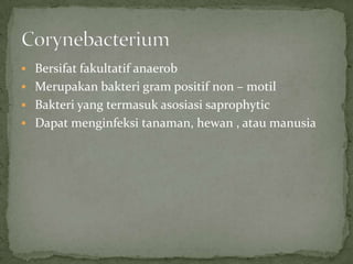  Bersifat fakultatif anaerob
 Merupakan bakteri gram positif non – motil
 Bakteri yang termasuk asosiasi saprophytic
 Dapat menginfeksi tanaman, hewan , atau manusia

 