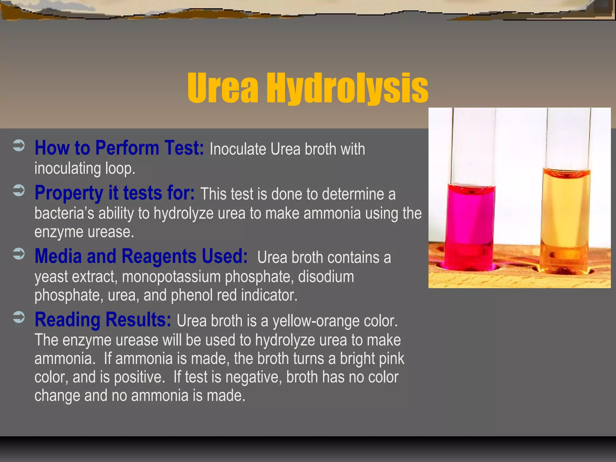 Urea Hydrolysis
 How to Perform Test: Inoculate Urea broth with
inoculating loop.
 Property it tests for: This test is done to determine a
bacteria’s ability to hydrolyze urea to make ammonia using the
enzyme urease.
 Media and Reagents Used: Urea broth contains a
yeast extract, monopotassium phosphate, disodium
phosphate, urea, and phenol red indicator.
 Reading Results: Urea broth is a yellow-orange color.
The enzyme urease will be used to hydrolyze urea to make
ammonia. If ammonia is made, the broth turns a bright pink
color, and is positive. If test is negative, broth has no color
change and no ammonia is made.
 