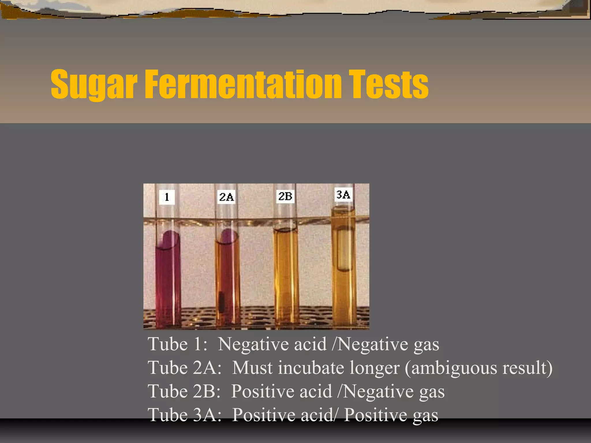 Sugar Fermentation Tests
Tube 1: Negative acid /Negative gas
Tube 2A: Must incubate longer (ambiguous result)
Tube 2B: Positive acid /Negative gas
Tube 3A: Positive acid/ Positive gas
 