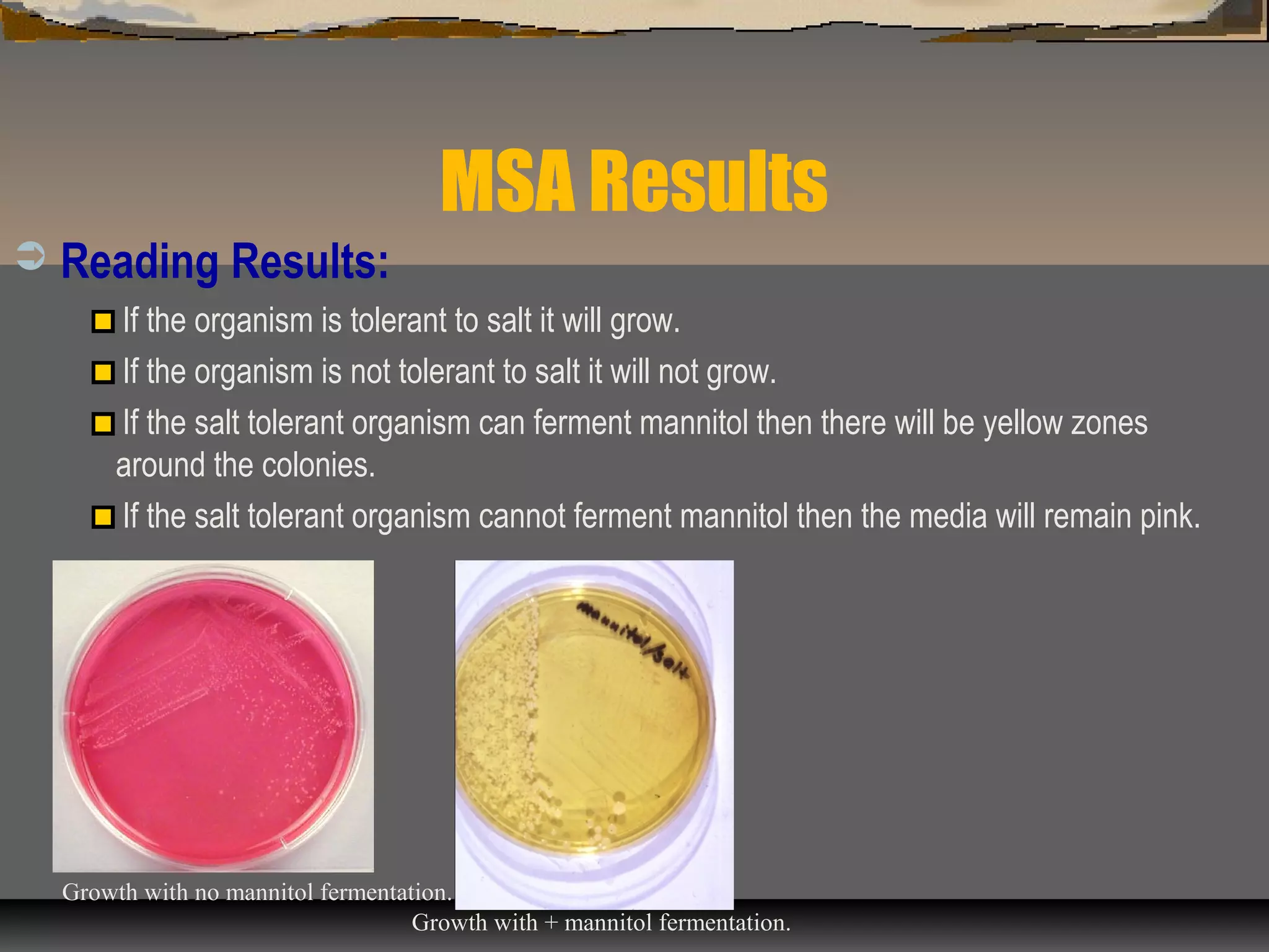 MSA Results
 Reading Results:
If the organism is tolerant to salt it will grow.
If the organism is not tolerant to salt it will not grow.
If the salt tolerant organism can ferment mannitol then there will be yellow zones
around the colonies.
If the salt tolerant organism cannot ferment mannitol then the media will remain pink.
Growth with no mannitol fermentation.
Growth with + mannitol fermentation.
 