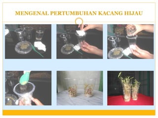 MENGENAL PERTUMBUHAN KACANG HIJAU

 