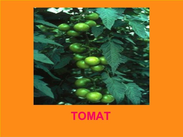 Terbaru 34+ Rpph Tema Tanaman Sayur Tomat