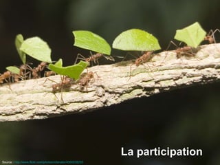 La participation Source :   http://www.flickr.com/photos/rofanator/4350538255   