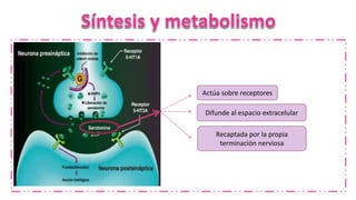 Actúa sobre receptores
Recaptada por la propia
terminación nerviosa
Difunde al espacio extracelular
libera
 