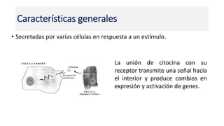 Características generales
• Secretadas por varias células en respuesta a un estímulo.
La unión de citocina con su
receptor transmite una señal hacia
el interior y produce cambios en
expresión y activación de genes.
 