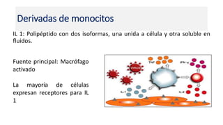 IL 1: Polipéptido con dos isoformas, una unida a célula y otra soluble en
fluidos.
Derivadas de monocitos
Fuente principal: Macrófago
activado
La mayoría de células
expresan receptores para IL
1
 