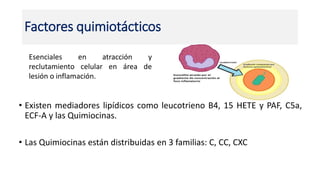 Factores quimiotácticos
• Existen mediadores lipídicos como leucotrieno B4, 15 HETE y PAF, C5a,
ECF-A y las Quimiocinas.
• Las Quimiocinas están distribuidas en 3 familias: C, CC, CXC
Esenciales en atracción y
reclutamiento celular en área de
lesión o inflamación.
 
