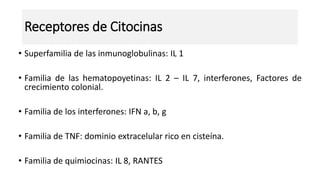 • Superfamilia de las inmunoglobulinas: IL 1
• Familia de las hematopoyetinas: IL 2 – IL 7, interferones, Factores de
crecimiento colonial.
• Familia de los interferones: IFN a, b, g
• Familia de TNF: dominio extracelular rico en cisteína.
• Familia de quimiocinas: IL 8, RANTES
Receptores de Citocinas
 
