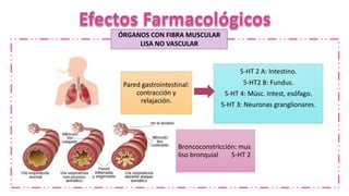ÓRGANOS CON FIBRA MUSCULAR
LISA NO VASCULAR
Pared gastrointestinal:
contracción y
relajación.
5-HT 2 A: Intestino.
5-HT2 B: Fundus.
5-HT 4: Músc. Intest, esófago.
5-HT 3: Neuronas granglionares.
Broncoconstricción: mus
liso bronquial 5-HT 2
 