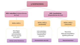 3 ISOENZIMAS
NOSi o NOS 2 NOSe o NOS 3
(endotelial)
NOSn o NOS 1
(neuronal)
NOS Constitutivas
(Dependientes de Ca2)
NOS Inducibles (Independientes
de Ca2)
Macrófagos
Neutrófilos
Cell endoteliales
Fibra lisa vascular
Cell kupffer
Cell endoteliales
Cell mesangiales
Cardiomiocitos
plaquetas
Neuronas
Músculo esquelético
Epitelio pulmonar
Homeostasia vascular NeurotransmisorActúa como Citotóxico
 