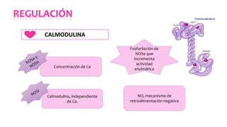 Concentración de Ca
Calmodulina, independiente
de Ca.
Fosforilación de
NOSe que
incrementa
actividad
enzimática
NO, mecanismo de
retroalimentación negativa
CALMODULINA
 