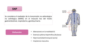 SNP
Se considera el mediador de la transmisión no adrenérgica
no colinérgica (NANC) en el músculo liso del tracto
gastrointestinal, respiratorio y genitourinario.
Disfunción • Alteraciones en la motilidad GI
• Estenosis pilórica hipertrófica (Acalasia)
• Hiperreactividad bronquial (asma)
• Impotencia masculina
 