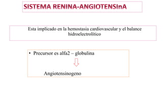 Esta implicado en la hemostasia cardiovascular y el balance
hidroelectrolítico
• Precursor es alfa2 – globulina
Angiotensinogeno
 