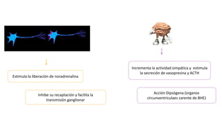 Estimula la liberación de noradrenalina
Inhibe su recaptación y facilita la
transmisión ganglionar
Incrementa la actividad simpática y estimula
la secreción de vasopresina y ACTH
Acción Dipsógena (organos
circunventriculaes carente de BHE)
 