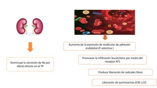 Promueve la infiltración leucocitaria por medio del
receptor AT1
Produce liberación de radicales libres
Aumento de la expresión de moléculas de adhesión
endotelial (P selectina )
Liberación de quimicocinas (CXC y CC
Disminuye la secreción de Na por
efecto directo en el TP
 