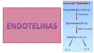 ENDOTELINAS
 