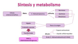 Células
enterocromafines
Hígado
Nerviosos
5- Hidroxitriptamina
Mecánicos
Químicos
Endotelio vascular
Transformada
Ácido 5- Hidroxiindolacético(5-HIAA)
Pasa a la sangre
MAO y
Aldehídodeshidrogenasa
libera estímulos
difunde
Espacio extracelular
Líquido cefalorraquídeo
 