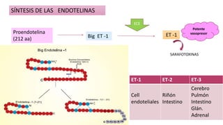 Proendotelina
(212 aa) Big ET -1 ET -1
ECE
Potente
vasopresor
ET-1 ET-2 ET-3
Cell
endoteliales
Riñón
Intestino
Cerebro
Pulmón
Intestino
Glán.
Adrenal
SARAFOTOXINAS
SÍNTESIS DE LAS ENDOTELINAS
 