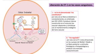 Liberación de ET-1 en los vasos sanguíneos.
1.- es la vía denominada “vía
constitutiva”:
por esta vía se libera endotelina-1
constantemente, es sintetizada
por ECE-1/ECE-2 produce intensa
constricción en el músculo liso
vascular adyacente y contribuye
con el mantenimiento endógeno
del tono vascular
2.- “vía regulada”:
por esta vía la ET-1 esta almacenada
en los cuerpos de Weibel- Palade y
se libera posterior a estímulos
fisiológicos o fisiopatológicos y
produce una marcada
vasoconstricción
 