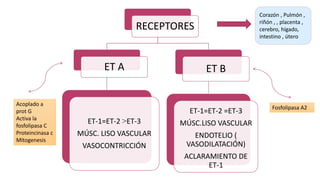 RECEPTORES
ET A
ET-1=ET-2 >ET-3
MÚSC. LISO VASCULAR
VASOCONTRICCIÓN
ET B
ET-1=ET-2 =ET-3
MÚSC.LISO VASCULAR
ENDOTELIO (
VASODILATACIÓN)
ACLARAMIENTO DE
ET-1
Corazón , Pulmón ,
riñón , , placenta ,
cerebro, hígado,
intestino , útero
Fosfolipasa A2
Acoplado a
prot G
Activa la
fosfolipasa C
Proteincinasa c
Mitogenesis
 